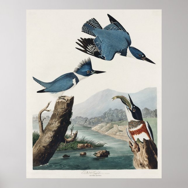 Vintage Audubon Bältrad kungsfiskare Fågelkonst Poster (Framsidan)