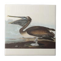 Vintage Audubon Brun Pelikan Kustfågel Konst