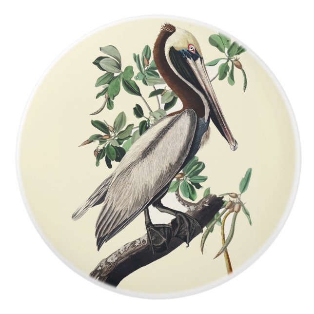 Vintage Audubon Brun Pelikan Kustfågel Konst Knopp (Framsidan)