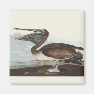 Vintage Audubon Brun Pelikan Kustfågel Konst Magnet