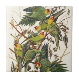 Vintage Audubon Carolina Parakeet Fågelkonst Kakelplatta
