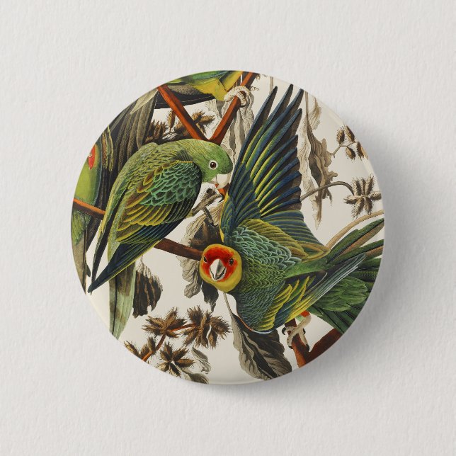Vintage Audubon Carolina Parakeet Fågelkonst Knapp (Framsida)