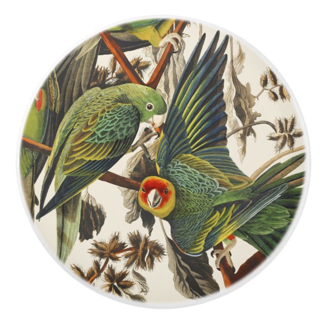 Vintage Audubon Carolina Parakeet Fågelkonst Knopp (Framsidan)