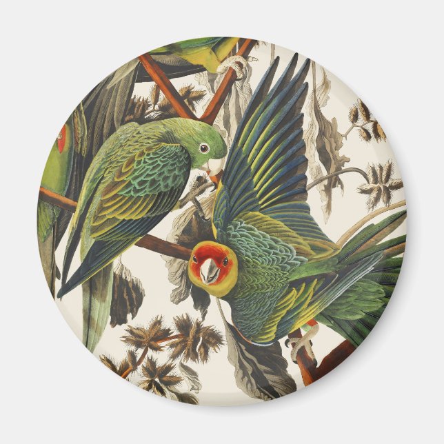 Vintage Audubon Carolina Parakeet Fågelkonst Magnet (Framsidan)