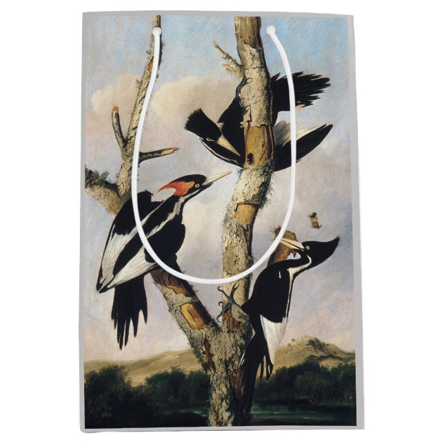 Vintage Audubon Elfenbensspett Konst (Framsidan)