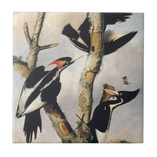 Vintage Audubon Elfenbensspett Konst Kakelplatta