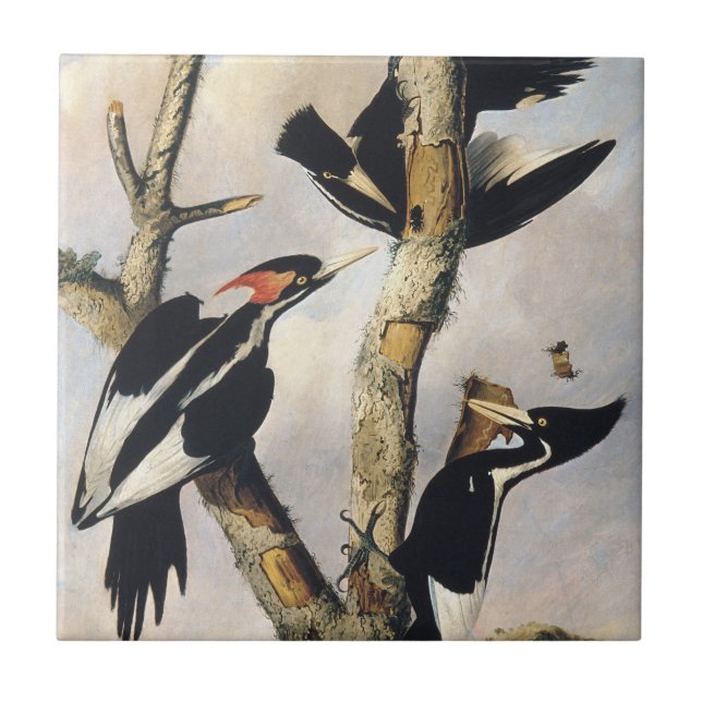 Vintage Audubon Elfenbensspett Konst Kakelplatta (Framsidan)