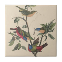Vintage Audubon Färgad sparrfink Färgrik Fågelkons