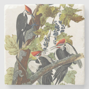 Vintage Audubon Hackspett Konst Stenunderlägg