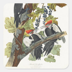 Vintage Audubon Hålkråka Fågelkonst Fyrkantigt Klistermärke