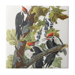 Vintage Audubon Hålkråka Fågelkonst Kakelplatta