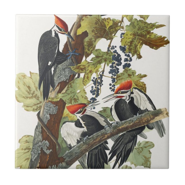 Vintage Audubon Hålkråka Fågelkonst Kakelplatta (Framsidan)