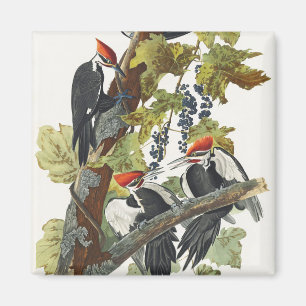 Vintage Audubon hålkråka fågelkonst Magnet