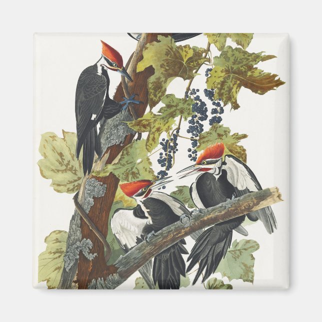 Vintage Audubon hålkråka fågelkonst Magnet (Framsidan)
