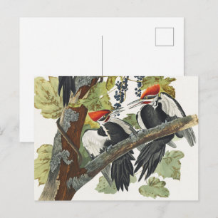 Vintage Audubon Hålkråka Fågelkonst Vykort