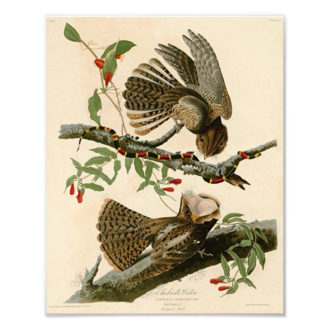 Vintage Audubon Illustration Chuck Wills Widow Fototryck (Framsidan)