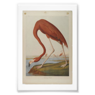 Vintage Audubon Illustration Flamingo Fototryck