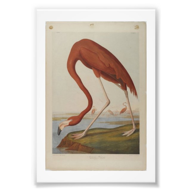Vintage Audubon Illustration Flamingo Fototryck (Framsidan)