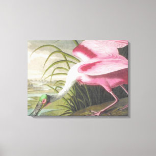 Vintage Audubon Illustration Spoonbill Bird Canvastryck