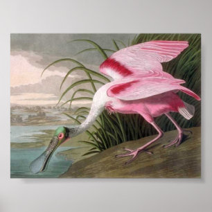 Vintage Audubon Illustration Spoonbill Bird Poster