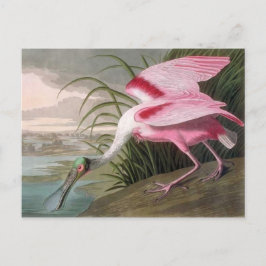 Vintage Audubon Illustration Spoonbill Bird Vykort