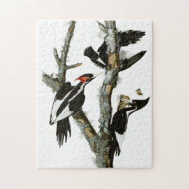Vintage Audubon Ivory-billed Woodpecker Painting Pussel