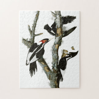 Vintage Audubon Ivory-billed Woodpecker Painting Pussel