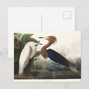 Vintage Audubon konst av röd rördrom Vykort
