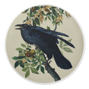 Vintage Audubon Korp Fågel Natur Konst Knopp