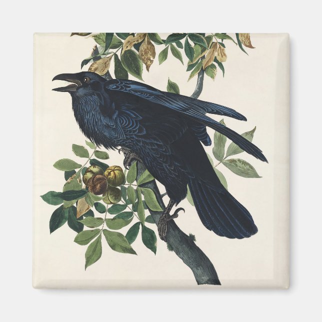 Vintage Audubon Korp Fågel Natur Konst Magnet (Framsidan)