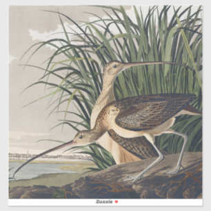 Vintage Audubon Långnäbbad Spov Fågelkonst Klistermärken