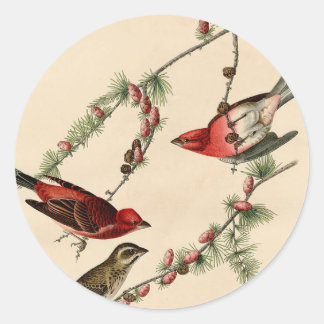 Vintage Audubon Lila Finch Bird Painting Gift Runt Klistermärke