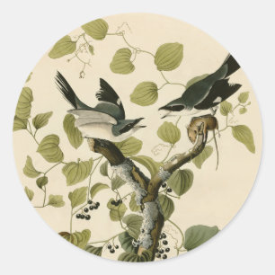 Vintage Audubon Loggerhead Shrike Painting Gift Runt Klistermärke