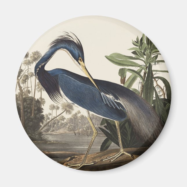 Vintage Audubon Louisiana Heron Fågelkonst Magnet (Framsidan)