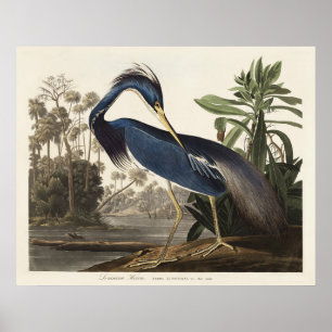 Vintage Audubon Louisiana Heron Fågelkonst Poster