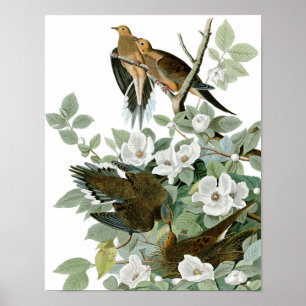 Vintage Audubon Mourning Dove Poster Skriv ut