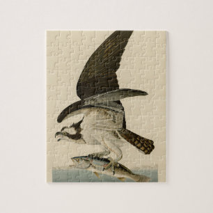 Vintage Audubon Osprey Bird Painting Gift Pussel