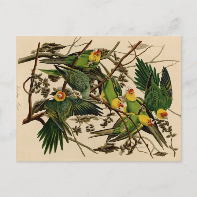 Vintage Audubon Parrot Vykort (Framsida)