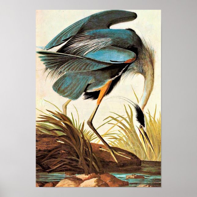 Vintage Audubon Poster (Framsidan)