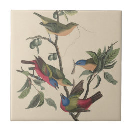 Vintage Audubon Praktfink Färgrik Fågelkonst Kakelplatta