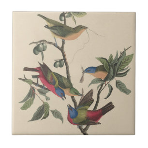 Vintage Audubon Praktfink Färgrik Fågelkonst Kakelplatta