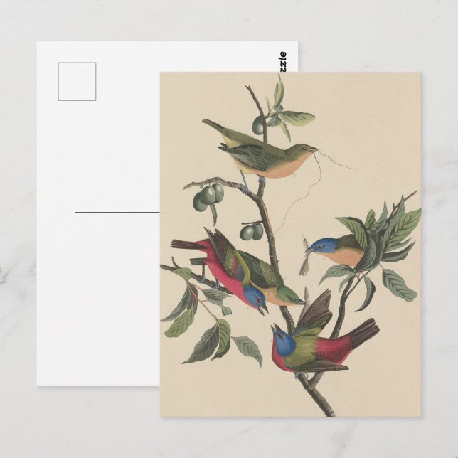Vintage Audubon Praktfink Färgrik Fågelkonst Vykort (Fram/baksida)
