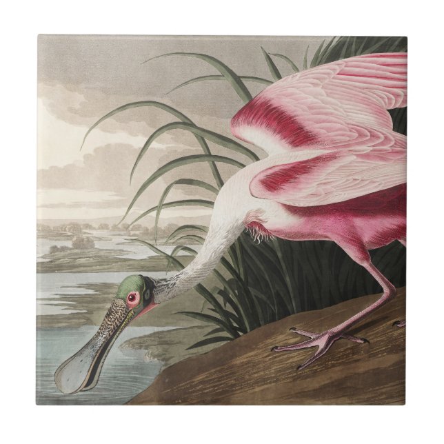 Vintage Audubon Rosenlöffel Art Print Kakelplatta (Framsidan)