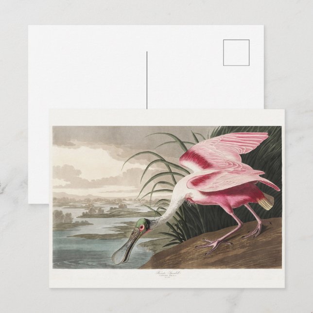 Vintage Audubon Rosenlöffel Art Print Vykort (Fram/baksida)