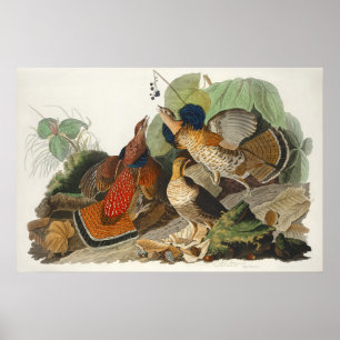 Vintage Audubon skogshöns Fågel Natur Konst Poster