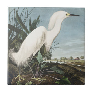 Vintage Audubon Snöhäger Vit Hägrar Fågelkonst Kakelplatta