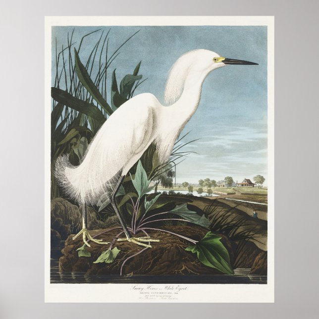 Vintage Audubon Snöhäger Vit Hägrar Fågelkonst Poster (Framsidan)