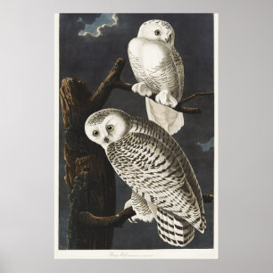 Vintage Audubon Snöuggla Natt Fågel Konst Poster