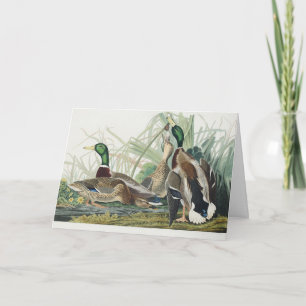 Vintage Audubon Stokkand Vilda djur Konst Helgkort