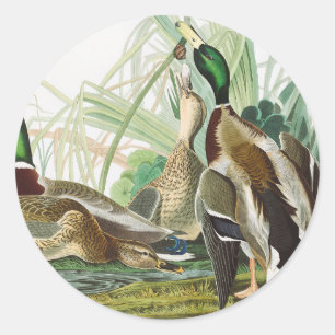Vintage Audubon Stokkand Vilda djur Konst Runt Klistermärke